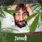 Top 7 Cannabis Strains Om Te Ontstressen 