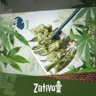 Kweekverslag: New-School Zamnesia En Royal Queen Seeds Cannabis Strains