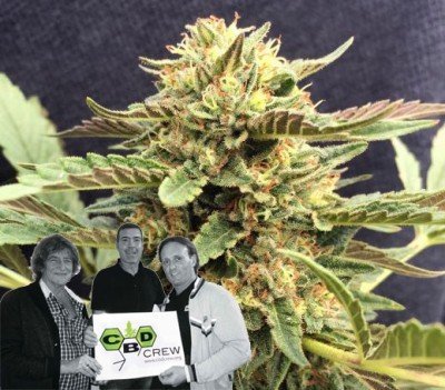 Nieuwe release van CBD Crew: CBD Therapy