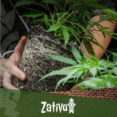 Wat is het beste moment om je cannabis planten te verpotten?