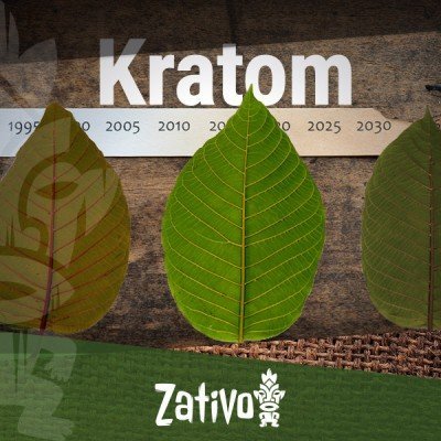 De Geschiedenis van Kratom 