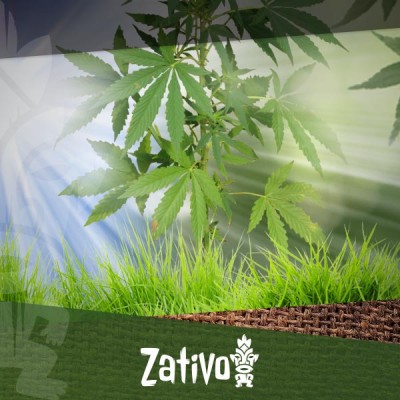 Een Outdoor Cannabis Plantage Beginnen