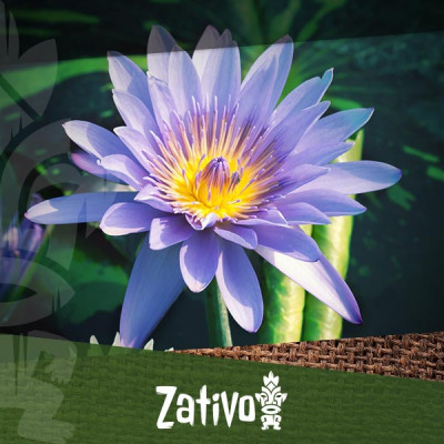 De Blauwe Lotus (Nymphaea caerulea)