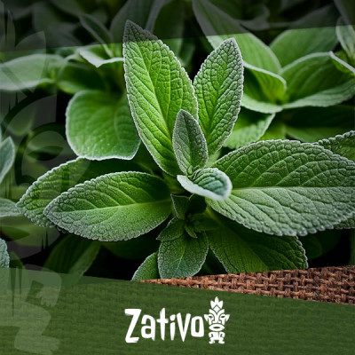 Hoe Kun Je Salvia Divinorum Veilig Gebruiken? 